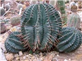 Euphorbia horrida